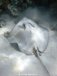 Darkspotted Stingray,
Temple,
Sharm el Sheikh by Adolfo Maciocco 